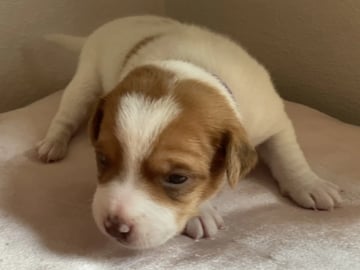 Dansk-svensk gårdhund · Rudshøgda · Sveahagen