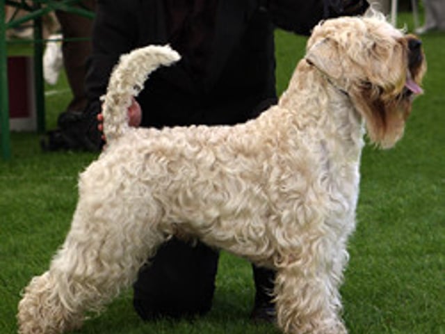 Irsk softcoated wheaten terrier