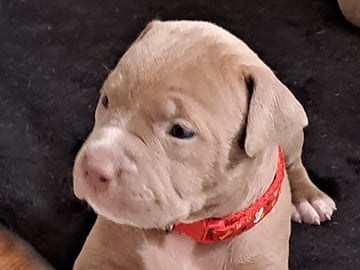 Maltipoo