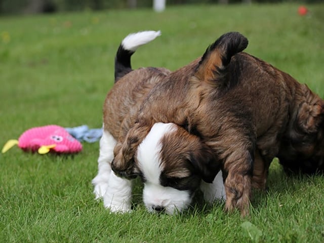 Tibetansk terrier · Halden · Lena Mari Fjeld