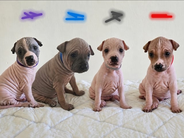 American Hairless Terrier · Nyråd · Christina Biskopstø