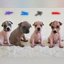 American hairless terrier