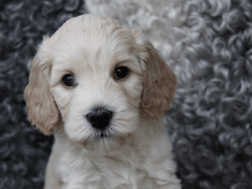 Backamos Labradoodle