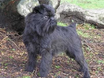 Griffon belge