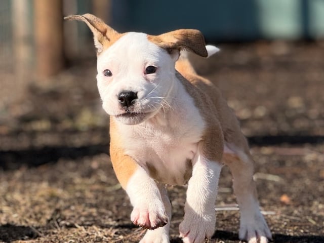 Continental Bulldog