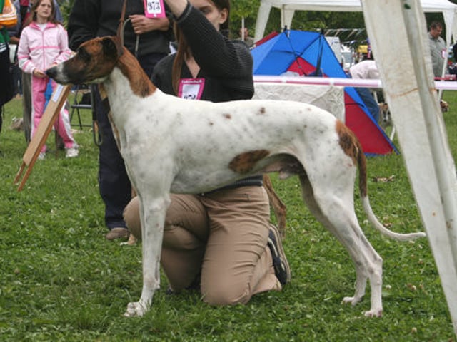 Magyar agár