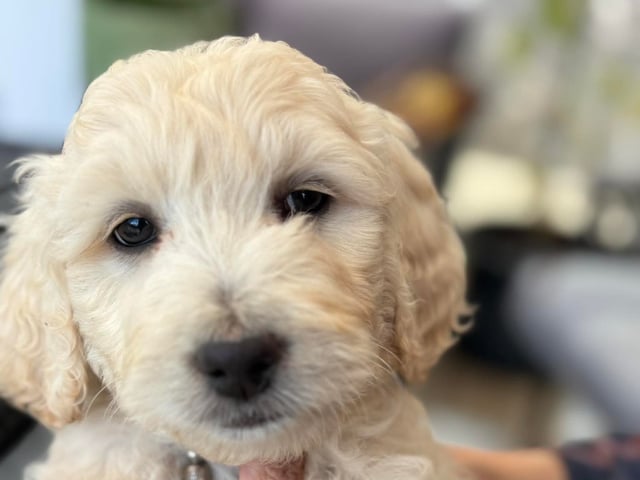 Goldendoodle