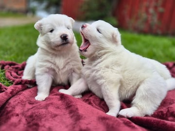Samojedhund · Billesholm · Jessica O.