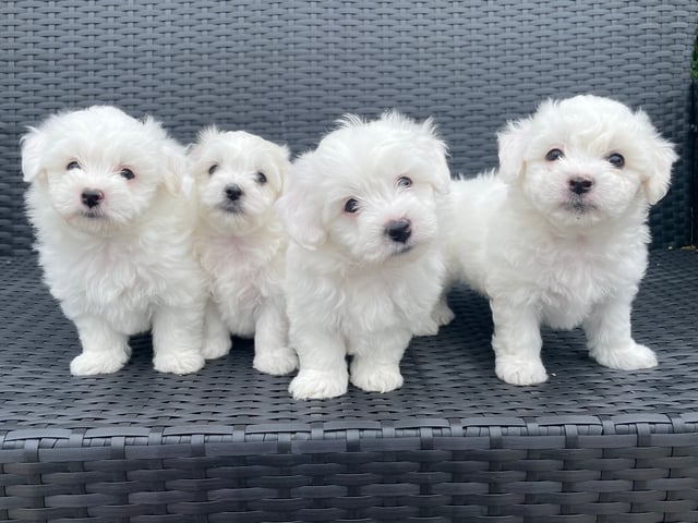 Bichon frisé