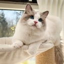 Ragdoll