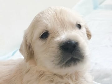 Golden retriever · Åbogen · Elin Dahl