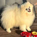 ST