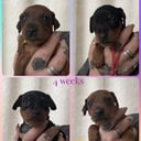 Dvergpinscher