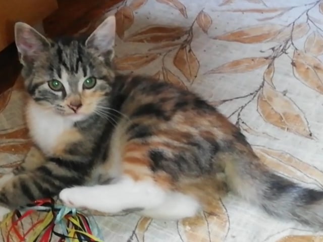 Kitten: Hona Luna