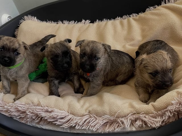 Cairn terrier