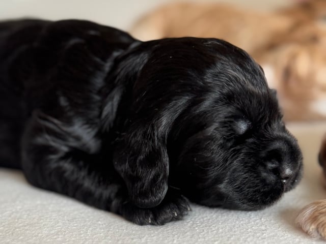 Cockapoo · Fornebu · Kaja F.