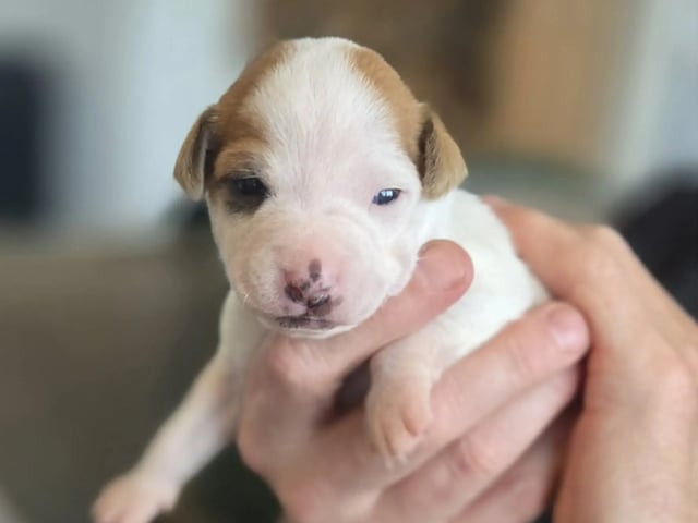 Dansk-svensk gårdhund