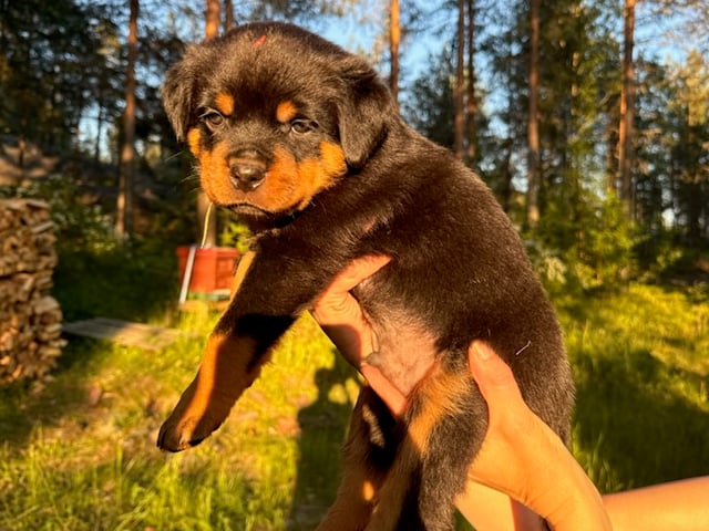 Rottweiler
