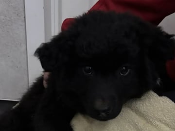 Svensk lapphund · Karasjok · Marthe Grønnli
