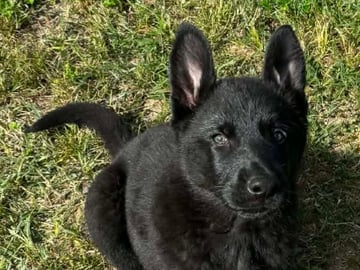 Kennel Snibor Anzi