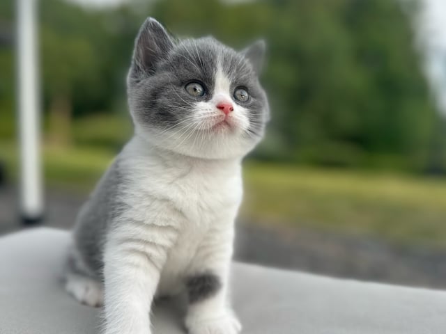 SE*Royal Whiskers