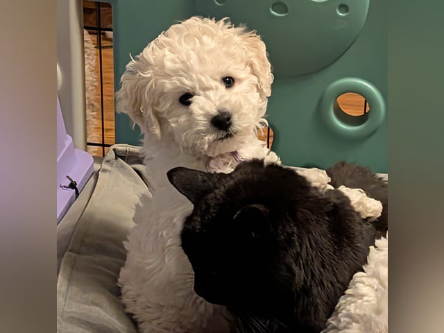 Bichon frisé