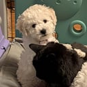 Bichon frisé