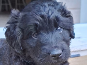 Labradoodle · Strängnäs · Lillybogårdens labradoodel