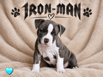American Staffordshire Terrier · Härryda · Beatrice Svensson