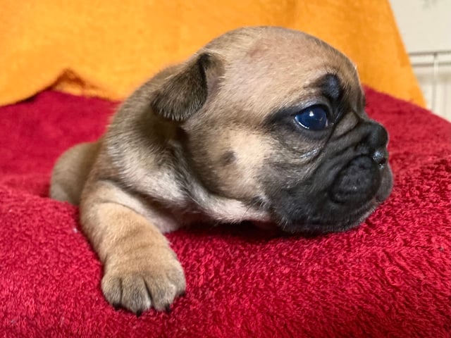 Fransk bulldog