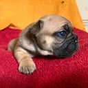 Fransk bulldog