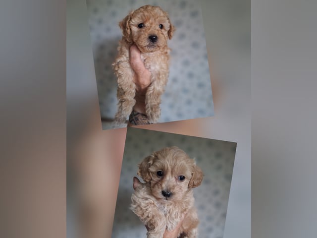 Maltipoo · Arboga · Ingrid A.