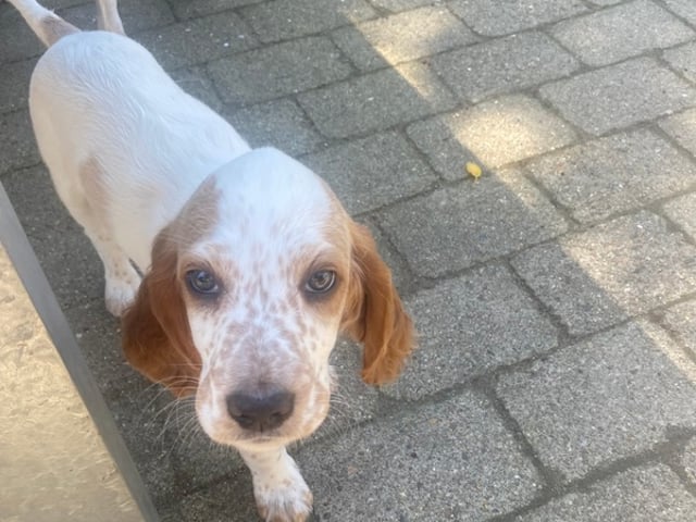 Engelsk setter