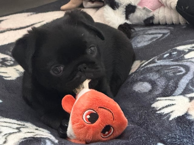 Mops