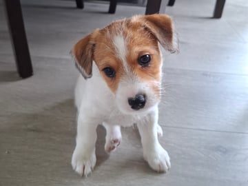 Jack Russell terrier · Bjarkøy · Marita M.