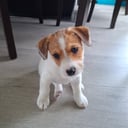 Jack russell terrier