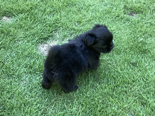 Tibetansk spaniel