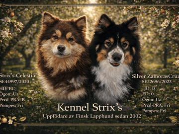 Strix's