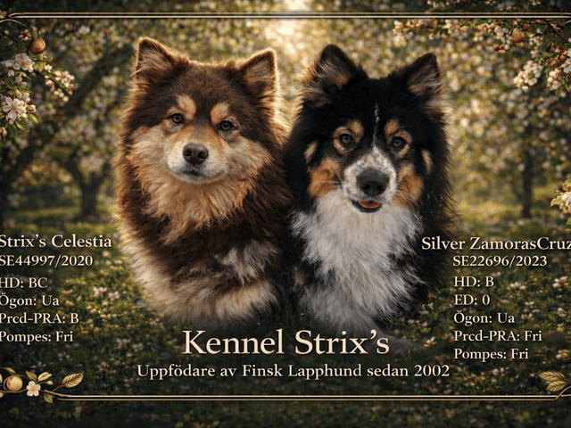 Finsk lapphund