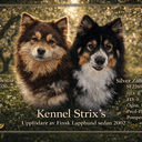 Finnish Lapphund