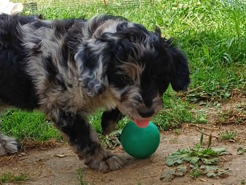 Aussiedoodle · Fredericia · Overgaards hvalpe