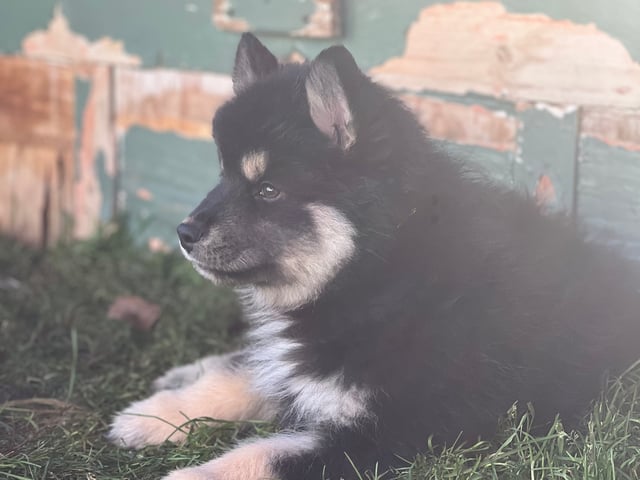Finsk lapphund · övertorneå · Vita Viddens kennel