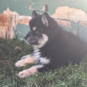 Finsk lapphund