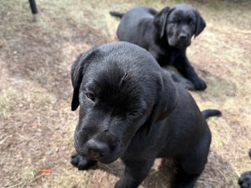 Labrador retriever · Huddinge · Tony J.