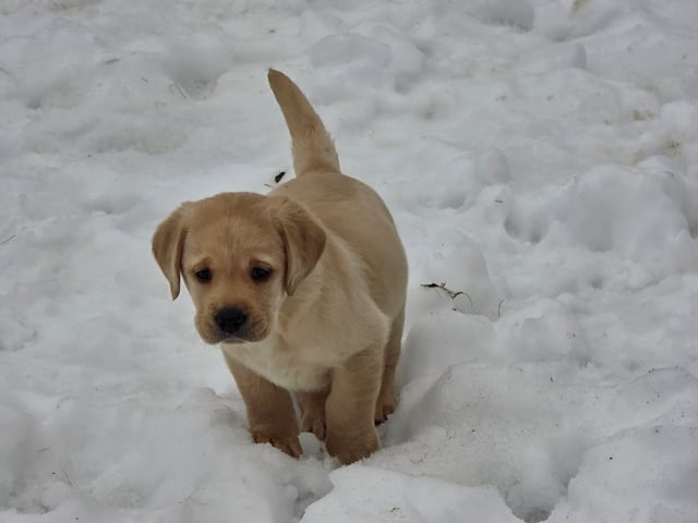 Labrador retriever