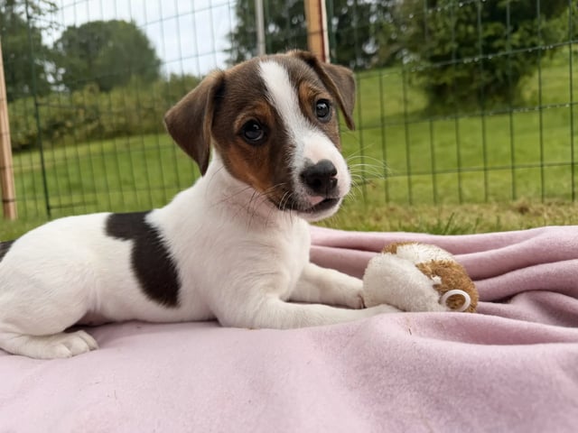 Dansk-svensk gårdhund