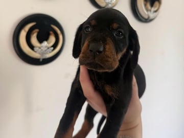 Polish Hunting Dog · Fliseryd · Kelly G.