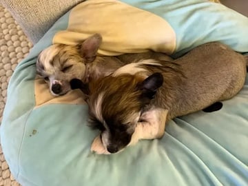Chinese crested dog · Lørenskog · Marit Bakke Garden mongli