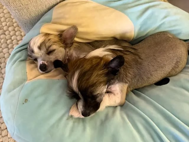 Chinese Crested Dog · Lørenskog · Marit Bakke Garden mongli