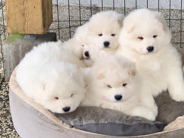 Samojedhund